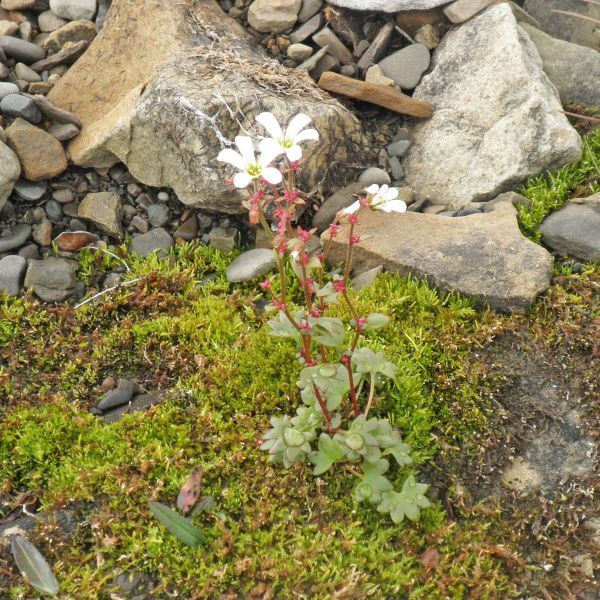 Saxifraga cernua Svalbard Longyearbyen 2014 2 A.Elven a